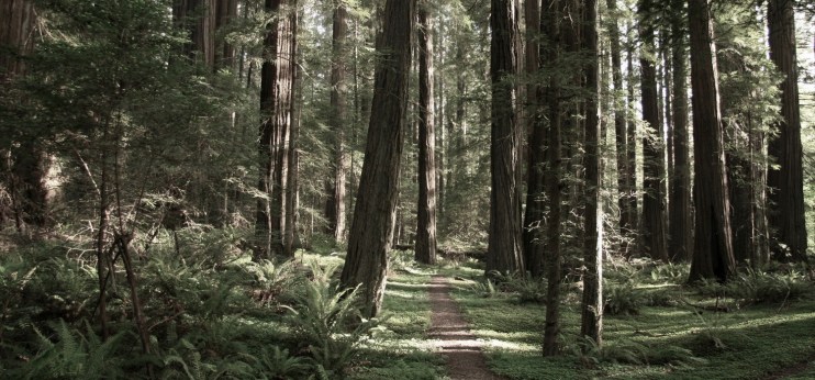 AveOfGiantsKeithMorgansmall